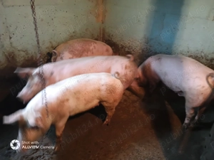 Porci de vânzare  - imagine 4