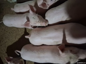 Vând purcei de carne - imagine 2