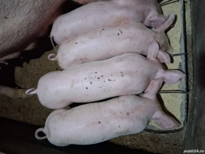 Vând purcei de carne