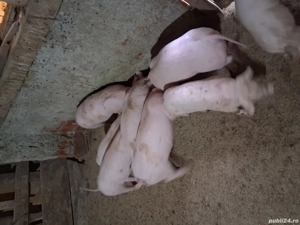 Vând purcei de carne - imagine 3