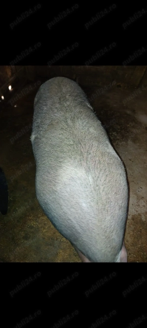       270-280-kg la alegere - imagine 2