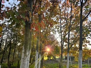 Închiriez gradina urbana pentru recreere in Cartierul Pădurea Băneasa - imagine 4