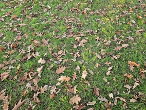 Închiriez gradina urbana pentru recreere in Cartierul Pădurea Băneasa - imagine 9