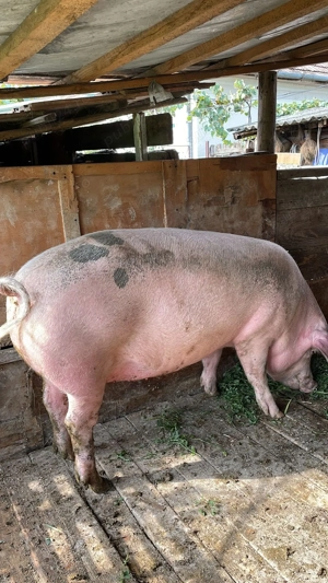 Scroafă de vânzare