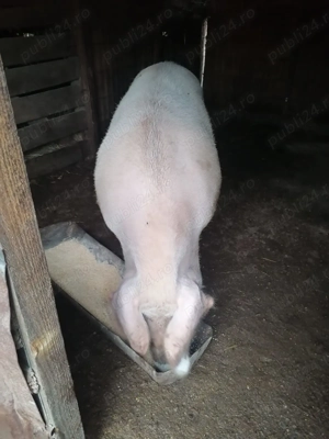 Vând porci marele alb 
