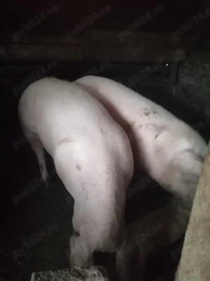 Vând porci marele alb  - imagine 3