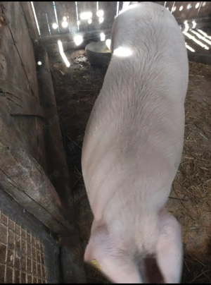 280-300 kg la alegere