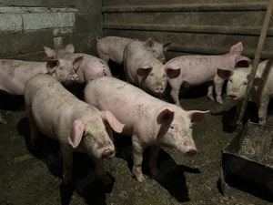 Vând purcei 25 - 28 kg buc !!!