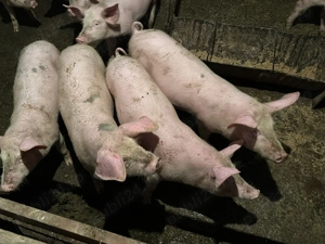 Vând purcei 25 - 28 kg buc !!! - imagine 2