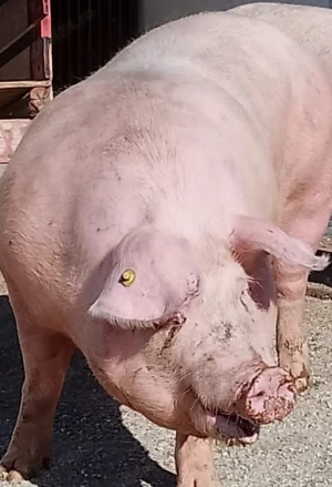       270-280-kg la alegere - imagine 4