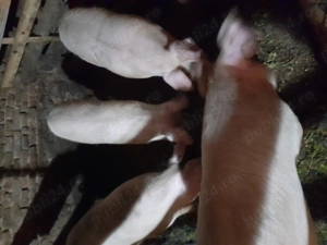 Vand porci  - imagine 2