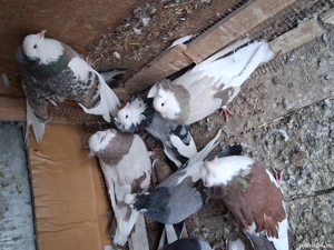 Porumbei uriaș de Salonta  - imagine 2