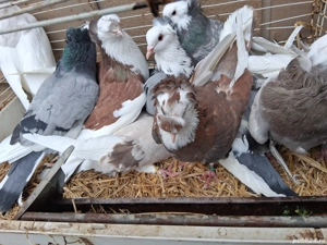 Porumbei uriaș de Salonta  - imagine 5