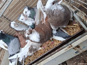 Porumbei uriaș de Salonta  - imagine 3