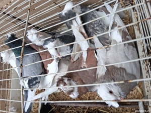 Porumbei uriaș de Salonta  - imagine 4