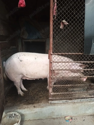 Vînd porci de tară