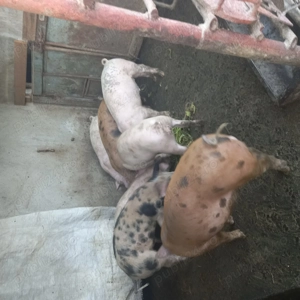 Porci de țară forte frumosi - imagine 2