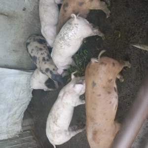 Porci de țară forte frumosi - imagine 4