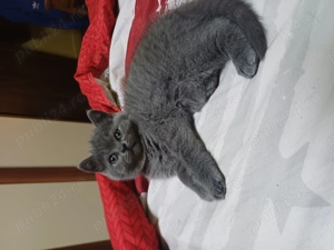 Pui british gata de plecare dupa 21 noiembrie anvatata la litiera si urmeaza carnetu 