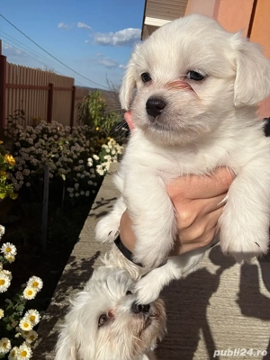 catei bichon  - imagine 3