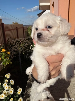 catei bichon  - imagine 2