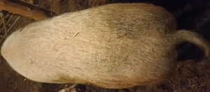 Scroafă pentru sacrificare  - imagine 2