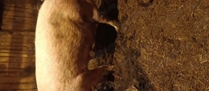 Scroafă pentru sacrificare  - imagine 3