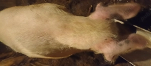 Scroafă pentru sacrificare 