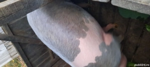 porc crescut bio - imagine 2