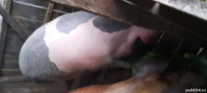 porc crescut bio - imagine 3