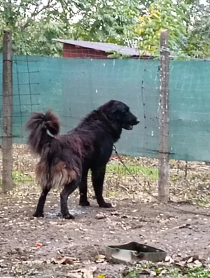 Negru corb - imagine 2