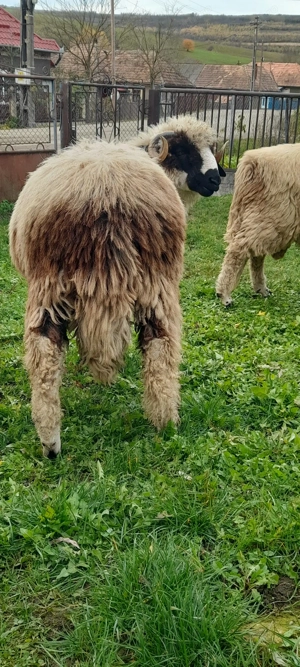 Berbecut brez pt monta 