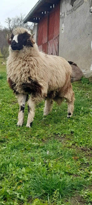 Berbecut brez pt monta  - imagine 2