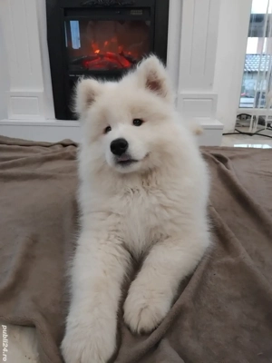samoyed beietel din parinti cu pedegree  - imagine 2