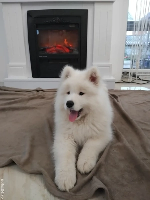 samoyed beietel din parinti cu pedegree  - imagine 3