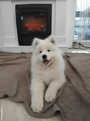 samoyed beietel din parinti cu pedegree 