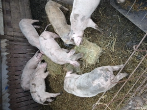 porci de vânzare  - imagine 3