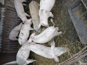 porci de vânzare  - imagine 2