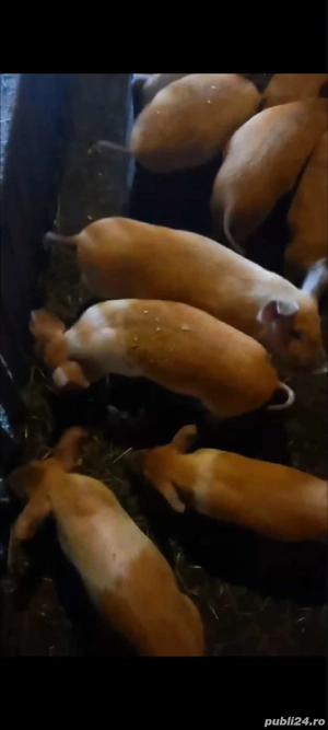 porci de vanzare - imagine 2