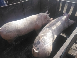 Porcii pentru sacrificat