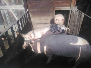 Vind pocii din gospodarie