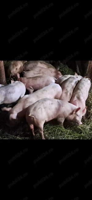 Vând purcei 12 săptămâni  - imagine 4