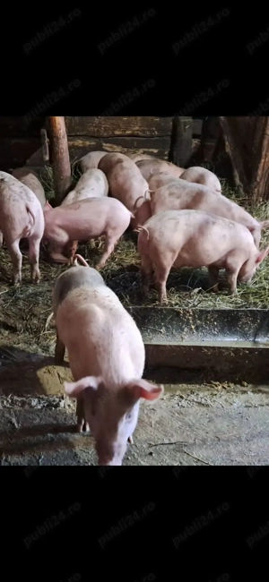 Vând purcei 12 săptămâni  - imagine 2