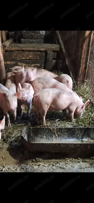 Vând purcei 12 săptămâni  - imagine 3