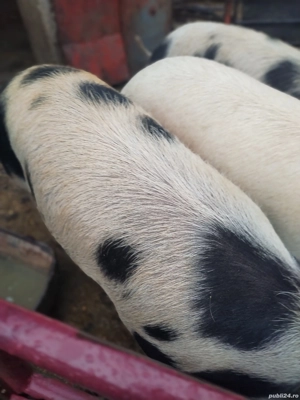 Porci grasi - imagine 2