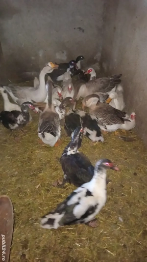 vănd sau schimb rațe si găste 