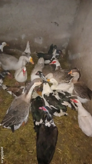 vănd sau schimb rațe si găste  - imagine 2