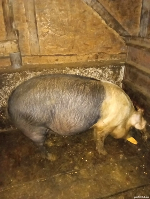 porci de vanzare