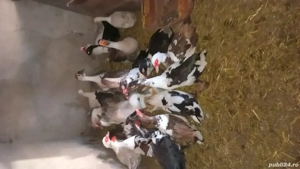 vănd sau schimb rațe si găste  - imagine 5