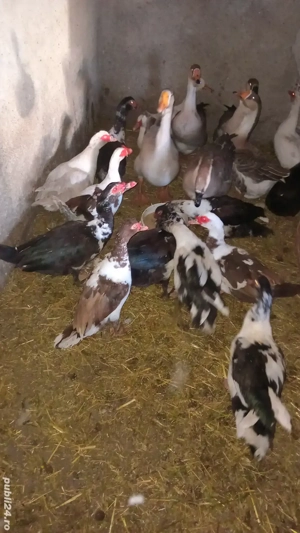 vănd sau schimb rațe si găste  - imagine 3